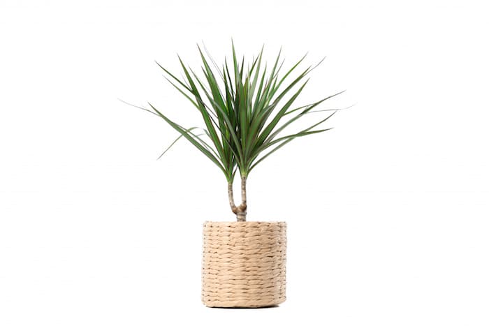 Dracena Marginata bakımı